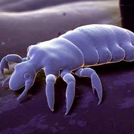 Microscopic close up of a louse